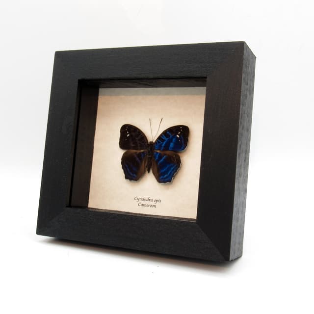 Rare blue Brilliant Nymph butterfly framed taxidermy - Cynandra opis
