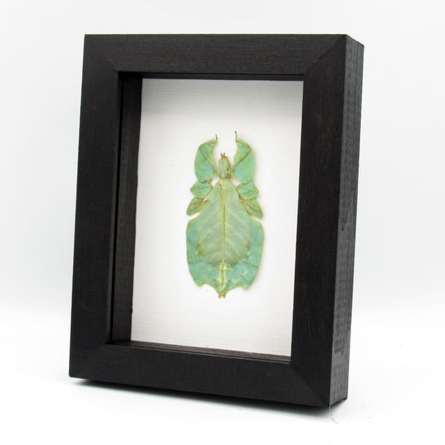 Real Walking Leaf insect framed taxidermy - Phyllium pulchrifolium - female