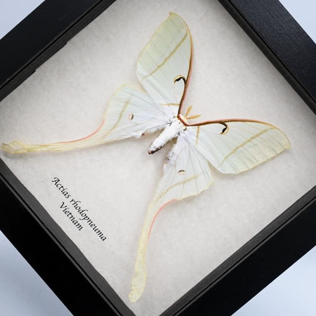 Rare large Pink Spirit moth framed taxidermy - Actias rhodopneuma - female