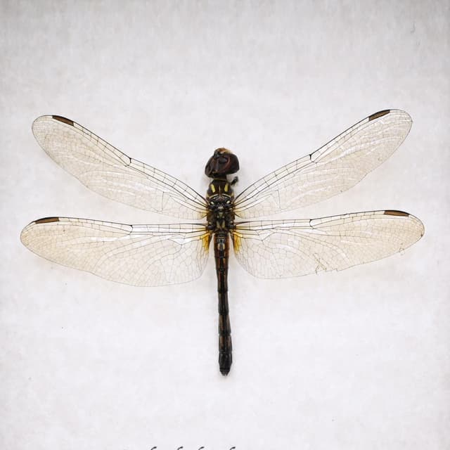 Real Blue Dasher Dragonfly framed taxidermy - Pachydiplax longipennis