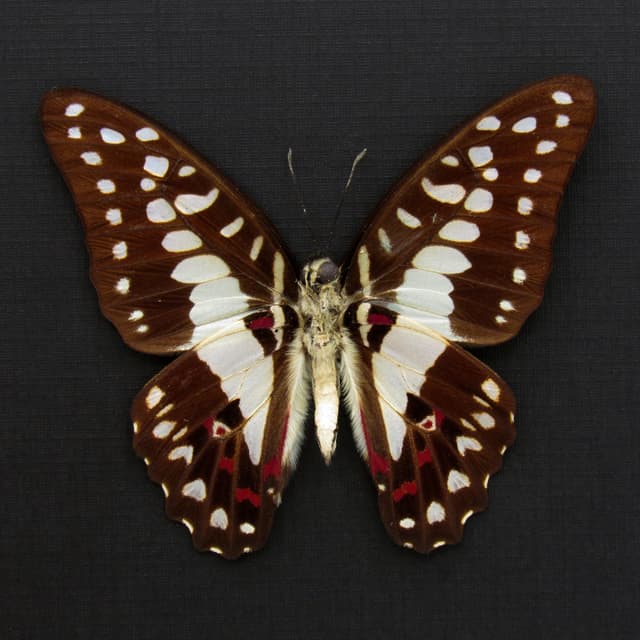 Real Great Jay butterfly framed taxidermy - Graphium eurypylus