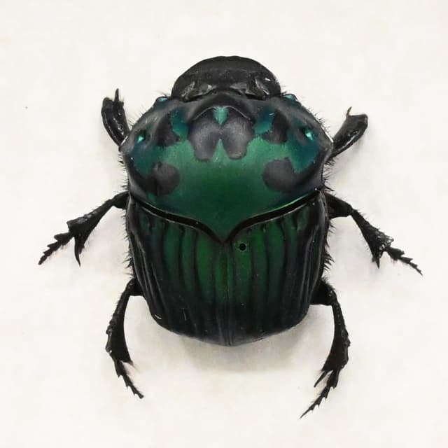 Real metallic green dung beetle framed taxidermy - Oxysternon conspicillatum - female