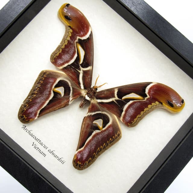 Real XL Saturn moth framed - Archaeoattacus edwardsii - burgundy color form - 7.85" wingspan