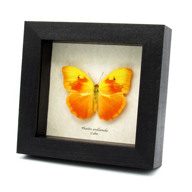 Very rare Red Splashed Sulphur butterfly framed taxidermy - Phoebis avellaneda - minor damage