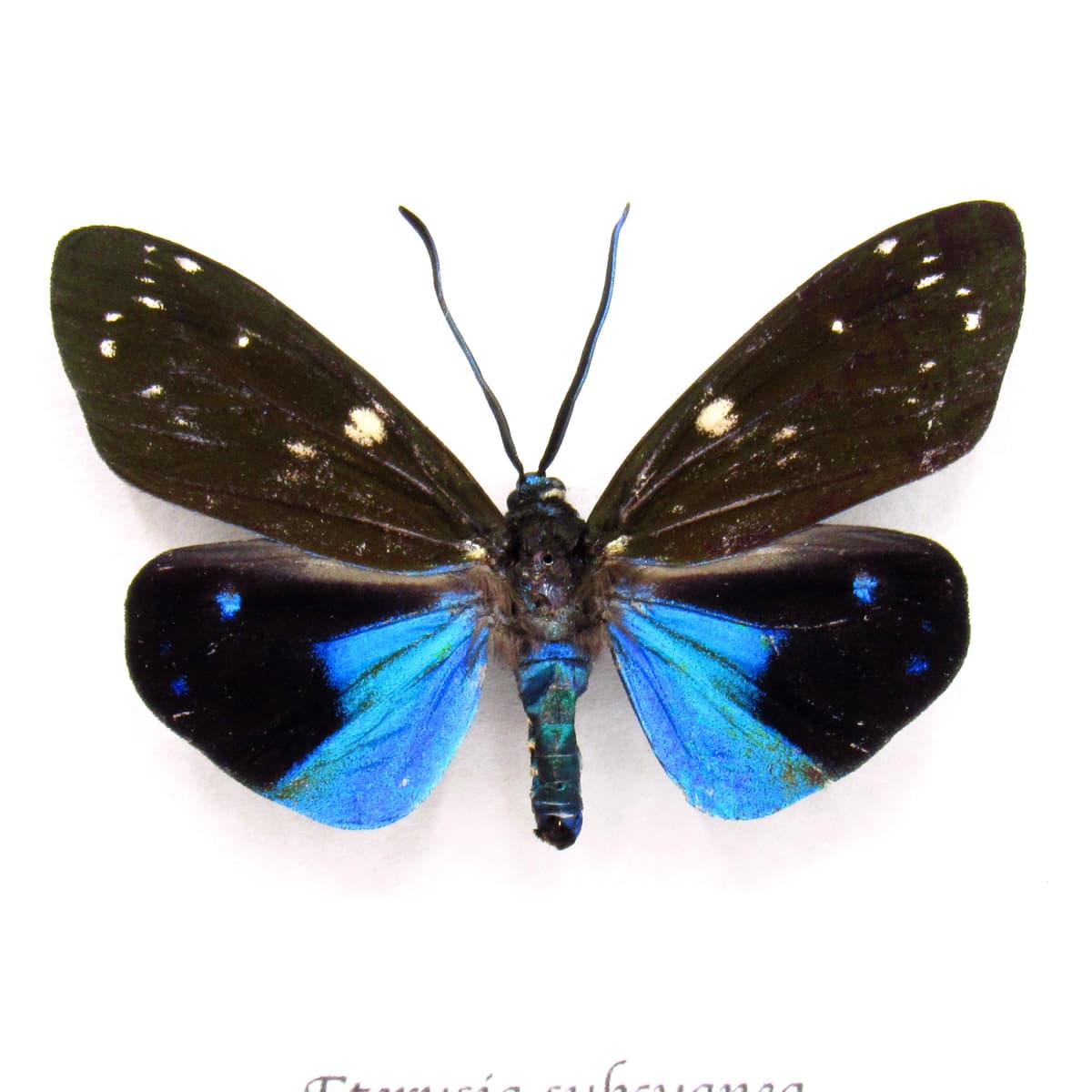 Rare metallic Day Flying moth framed taxidermy - Eterusia subcyanea