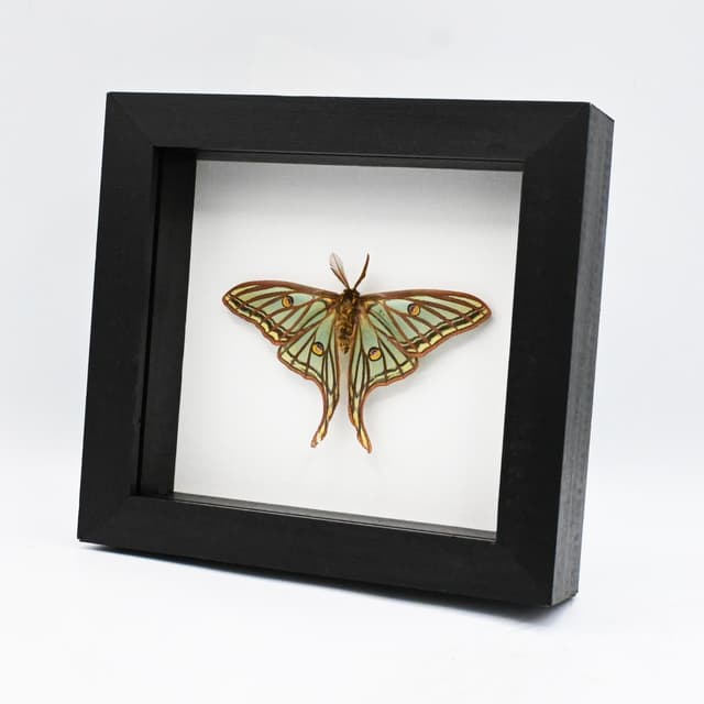 Rare Spanish Moon moth framed - Graellsia isabellae - Victorian mount