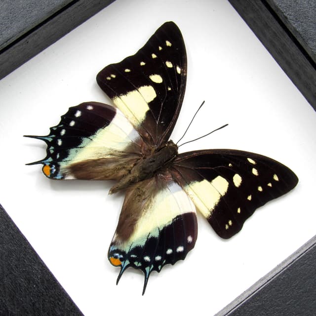 Real framed taxidermy butterfly - Polyura jupiter