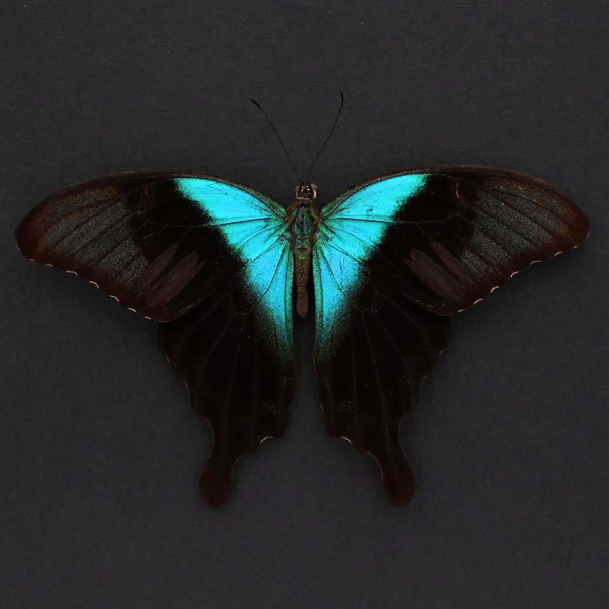 Real green Swallowtail butterfly framed taxidermy -Papilio peranthus insulicola - Victorian mount