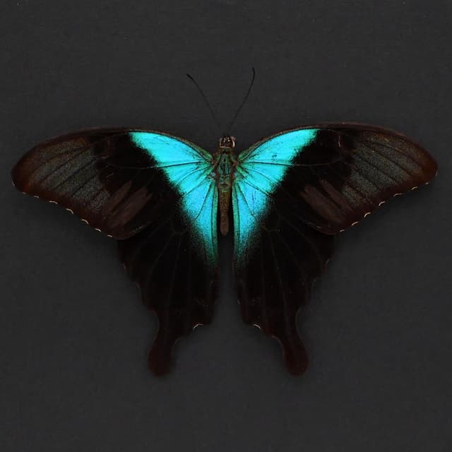 Real green Swallowtail butterfly framed taxidermy -Papilio peranthus insulicola - Victorian mount