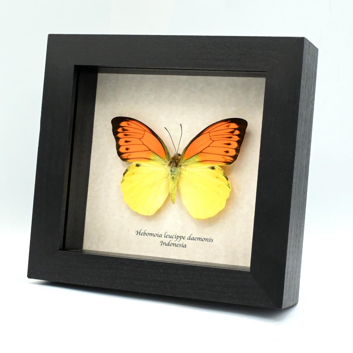Real yellow Sulphur butterfly framed taxidermy - Hebomoia leucippe daemonis