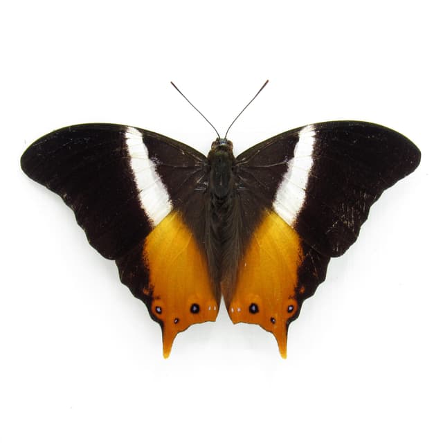 Rare orange Ussher's Palla butterfly framed taxidermy - Palla ussheri - Victorian mount