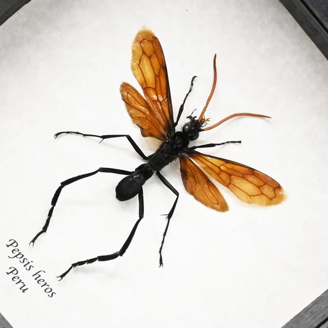 Rare Tarantula Hawk Wasp framed taxidermy - Pepsis heros - 2.65 inch wingspan
