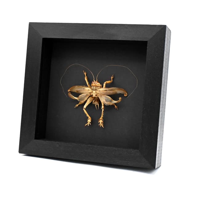 Rare Carnivorous Pakistani Desert Cricket framed taxidermy - Schizodactylus monstrosus