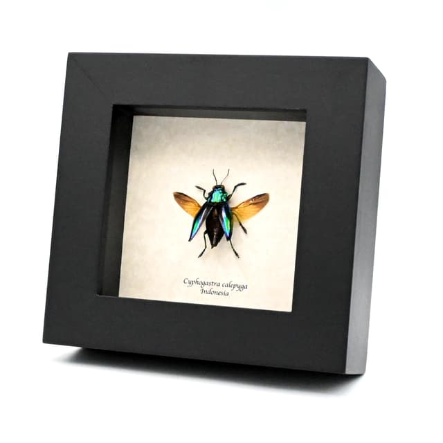 Real deep purple jewel beetle framed taxidermy - Cyphogastra calepyga