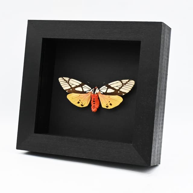 Real large yellow Milky Tiger moth framed taxidermy - Areas galactina