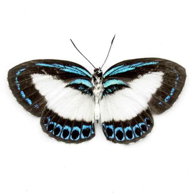 Real blue butterfly framed taxidermy - Danis danis - Victorian mount
