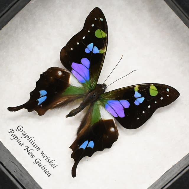 Real purple framed butterfly taxidermy - Graphium weiskei