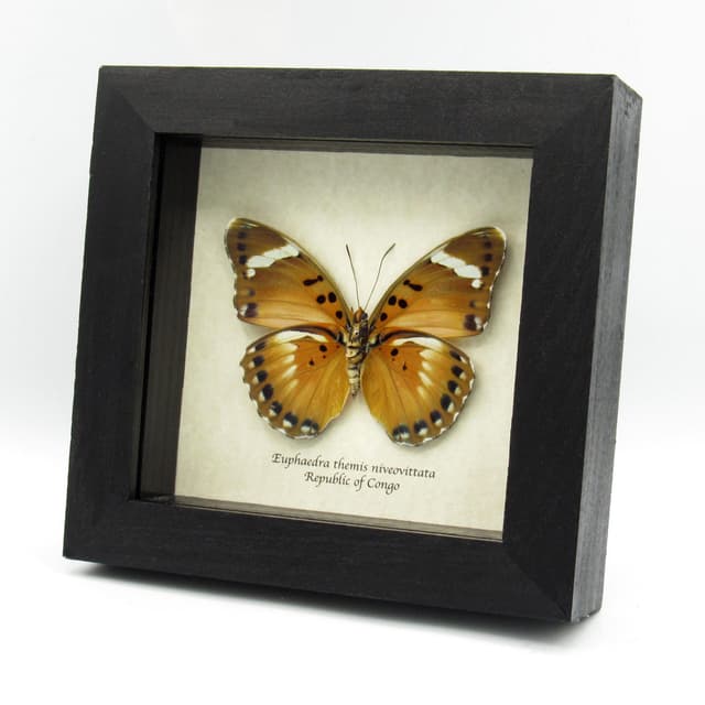 Rare Iridescent Gold Forester butterfly framed specimen - Euphaedra themis niveovittata - large female