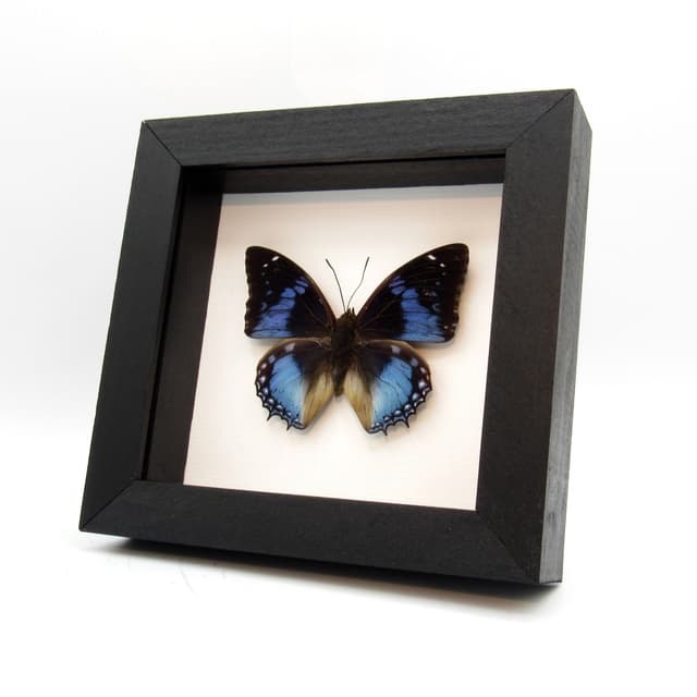 Real Western Blue Charaxes butterfly framed taxidermy - Charaxes smaragdalis