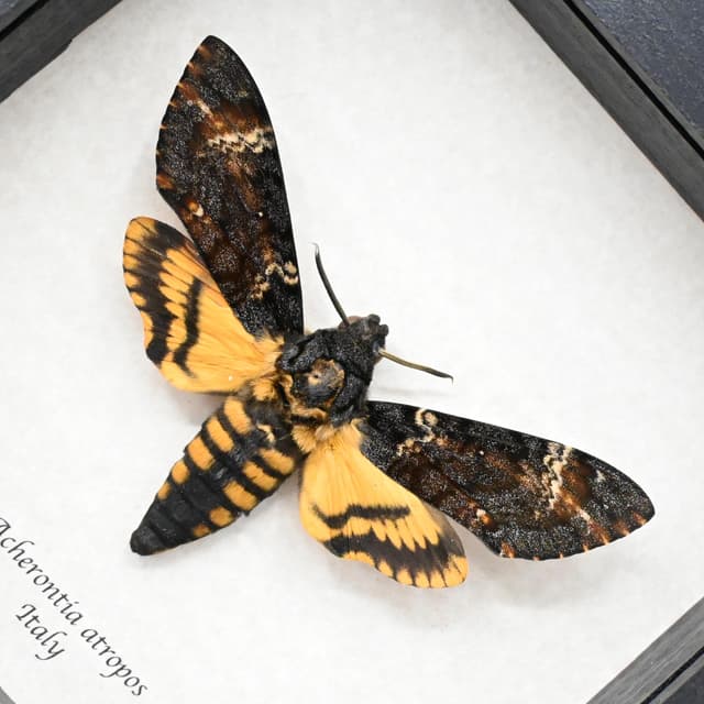 Real Large Death's-head Hawkmoth framed taxidermy moth - Acherontia atropos - large