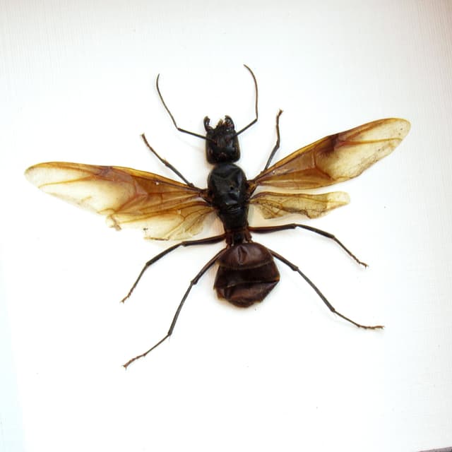 Real Giant Forest Ant framed taxidermy - Dinomyrmex gigas - winged female
