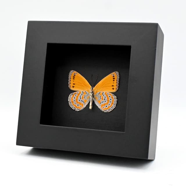 Real lavender and Orange butterfly framed taxidermy - Sallya pechueli