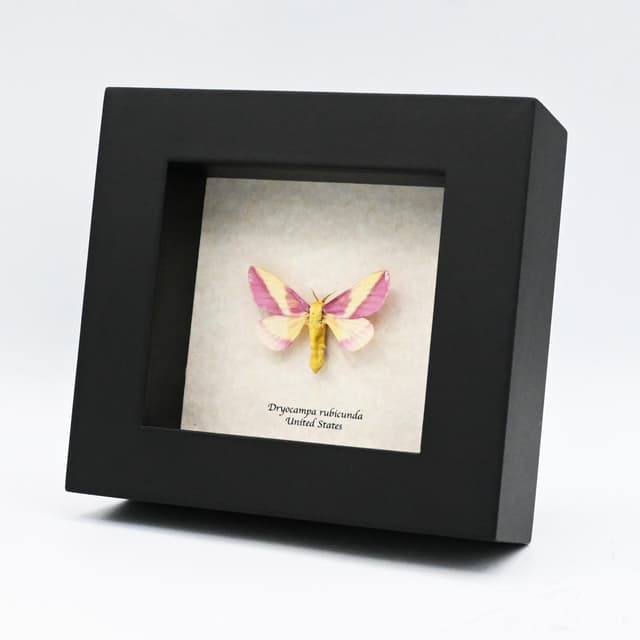Real pink Rosy Maple moth framed - Dryocampa rubicunda