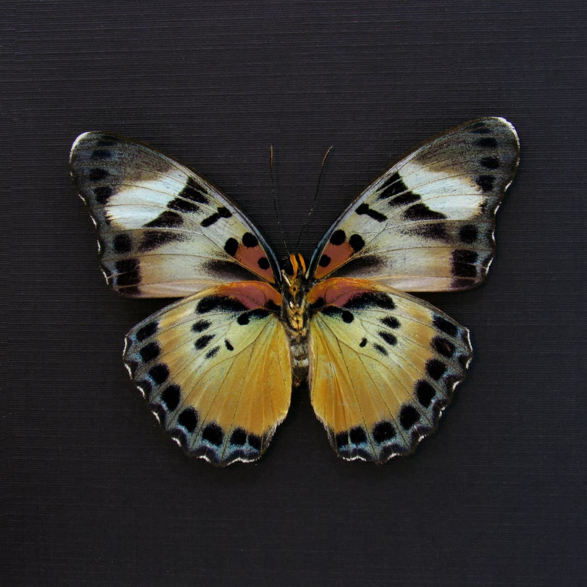 Rare Themis Forester butterfly framed taxidermy - Euphaedra piriformis - large female