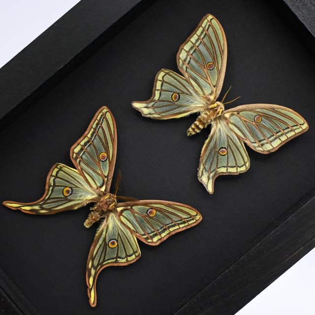 Rare Spanish Moon moths framed taxidermy - Graellsia isabellae - M+F pair