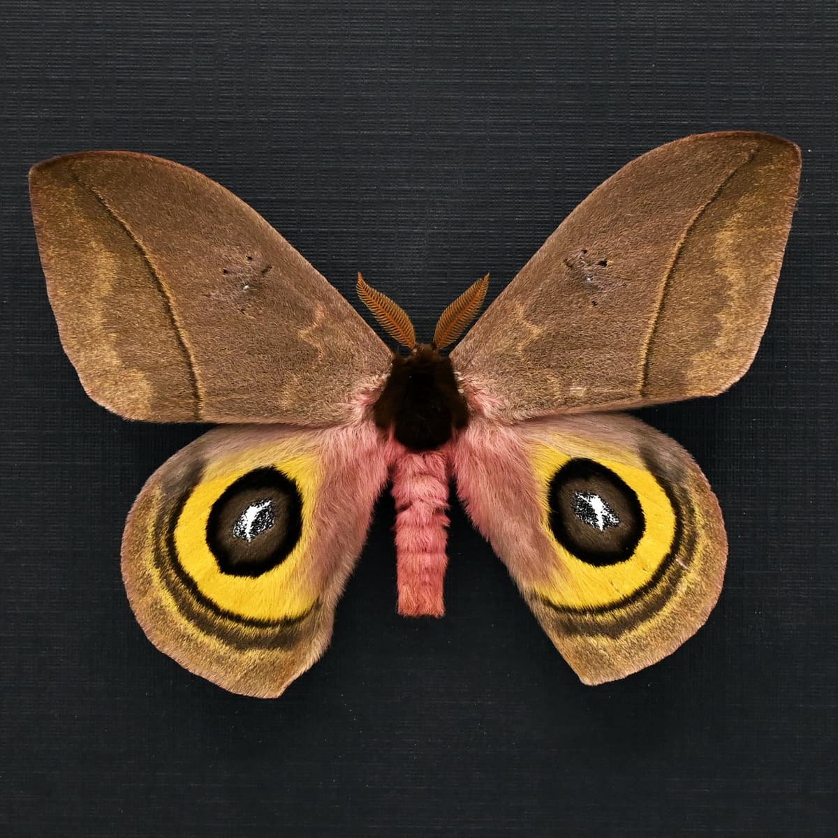 Rare pink Saturn moth framed taxidermy - Automeris belti zaruma