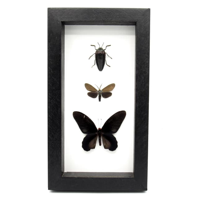 Real all black moth, beetle and butterfly framed taxidermy - Melolonthinae cyphochilus, Atrophaneura varuna, and Ctenucha virginica