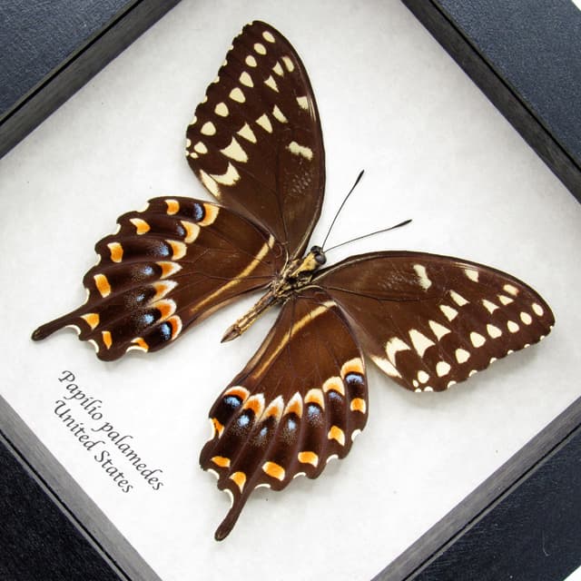 Real Laurel butterfly framed taxidermy - Papilio palamedes