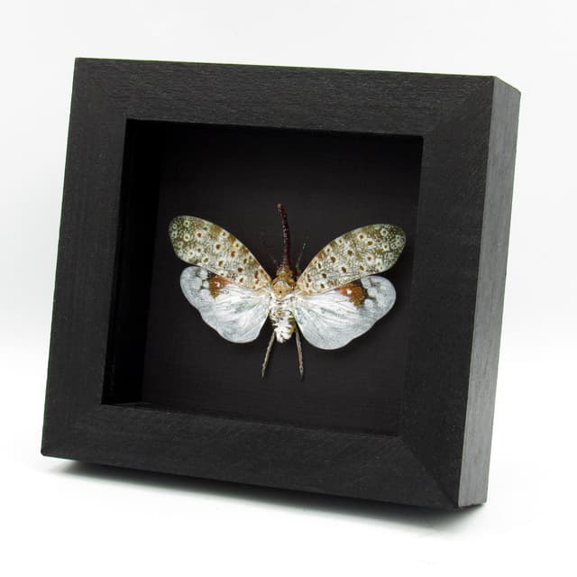 Real large White Lanternfly framed taxidermy - Pyrops oculata