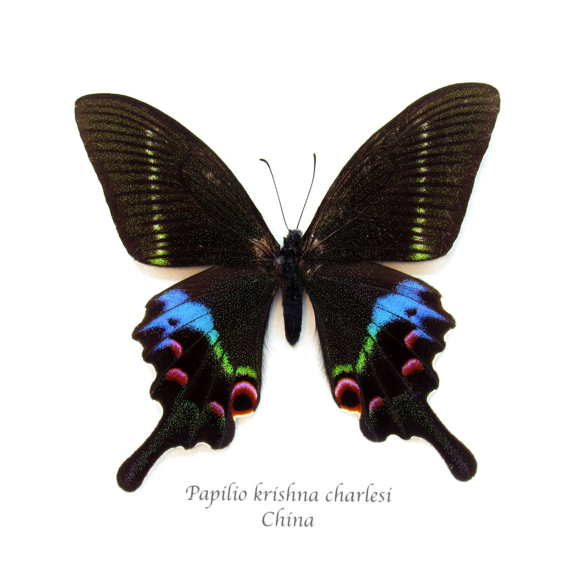 Rare Krishna Peacock Swallowtail butterfly framed taxidermy - Papilio krishna charlesi - minor damage