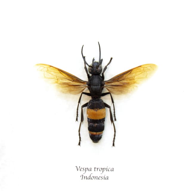 Large Banded Hornet framed taxidermy - Vespa tropica