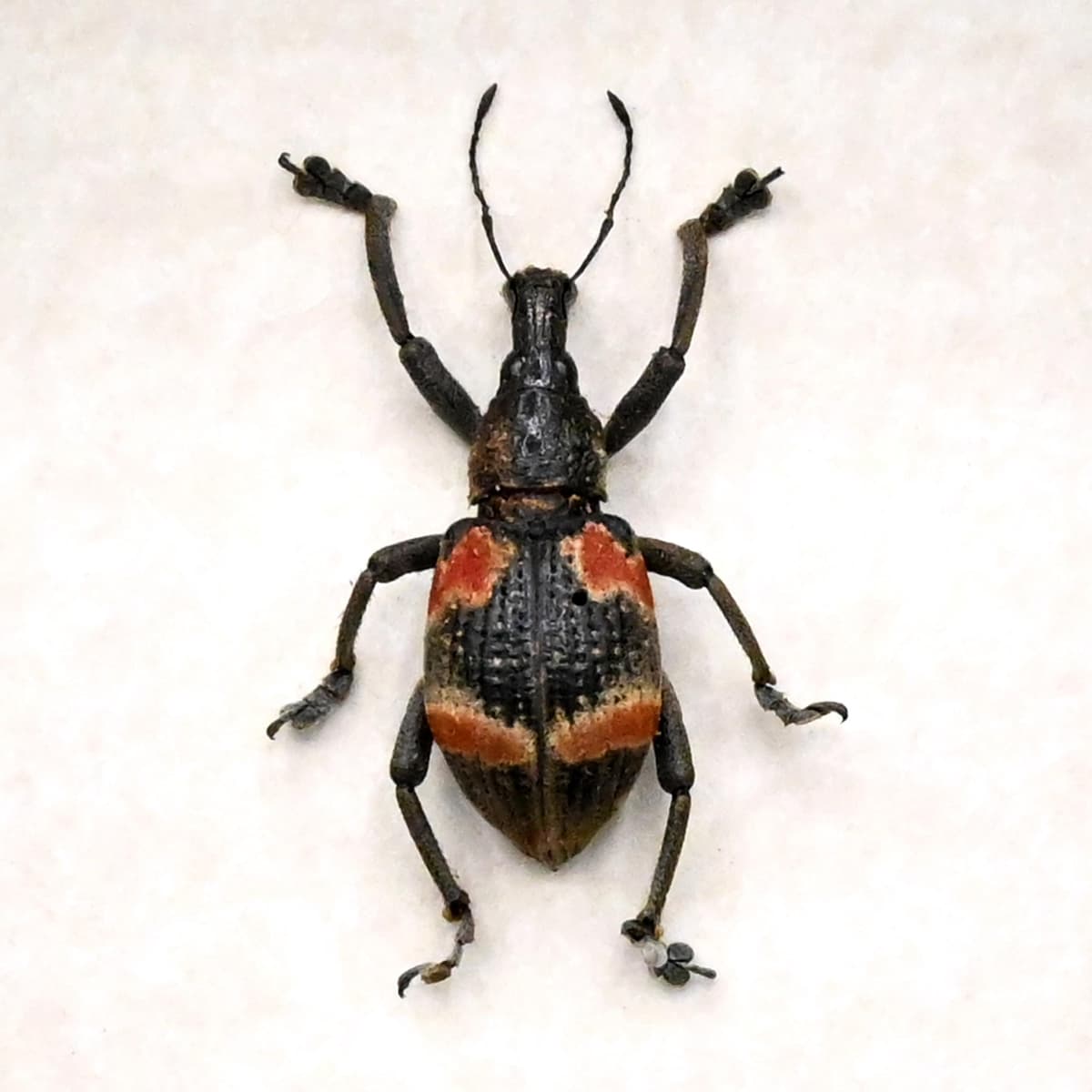 Real Weevil framed beetle taxidermy - Curculionidae species