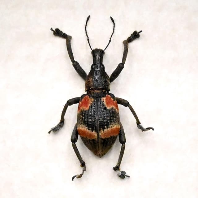 Real Weevil framed beetle taxidermy - Curculionidae species