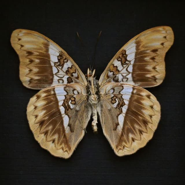 Real Herminia Glider butterfly framed taxidermy - Cymothoe herminia
