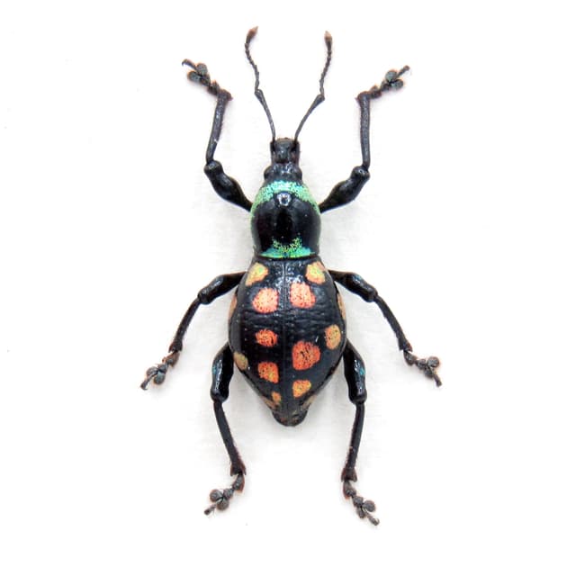 WEEVIL MANIA!  Real pink beetle framed taxidermy - Eupyrgops species