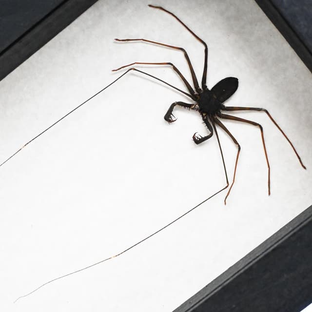 Real Giant Whip Scorpion framed taxidermy - Stygophrynus dammermani