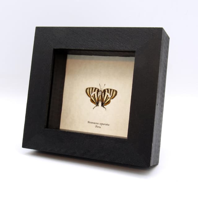 Real stripped butterfly framed taxidermy - Arawacus separata