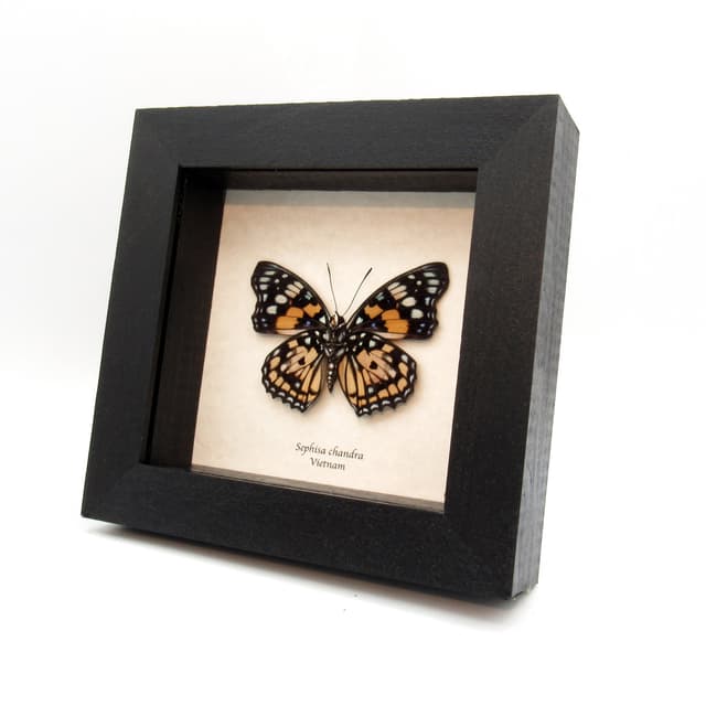 Real stained glass butterfly framed taxidermy - Sephisa chandra