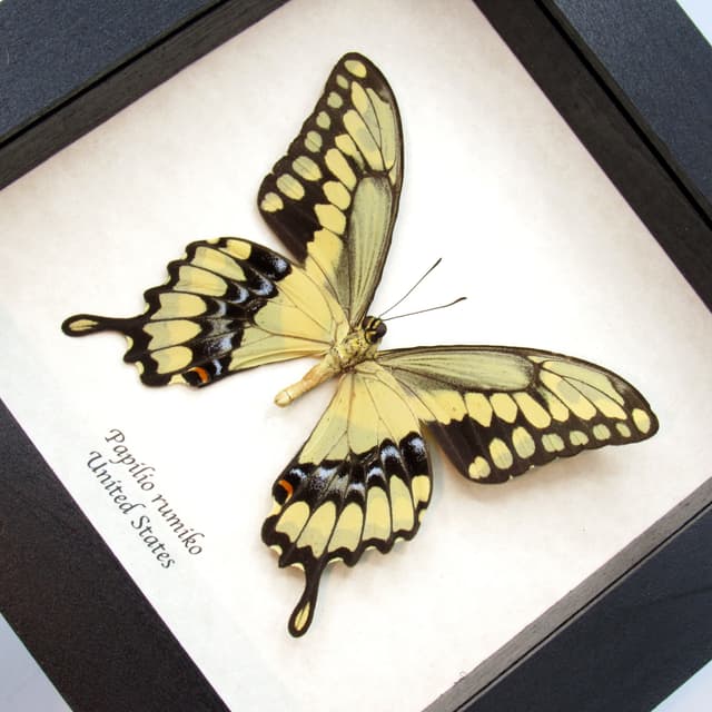 Real framed yellow Swallowtail butterfly taxidermy - Papilio rumiko