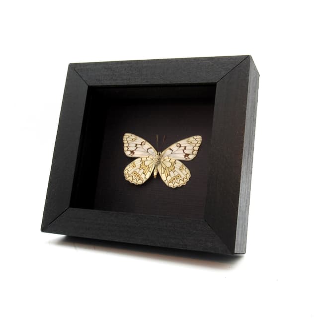Real Marbled White butterfly framed taxidermy - Melanargia russiae