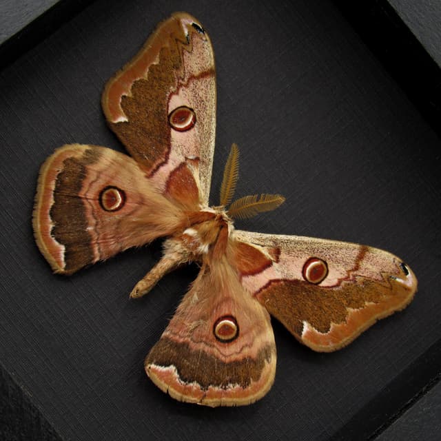 Real Saturn moth framed taxidermy - Caligula boisduvali