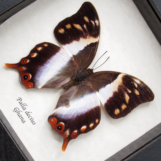 Rare female White Banded Palla butterfly framed taxidermy - Palla decius