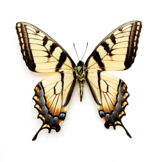 Real Tiger Swallowtail framed taxidermy - Papilio glaucus - verso