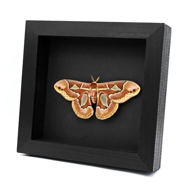 Real Saturn moth framed taxidermy - Rothschildia jacobaeae - female - Victorian mount