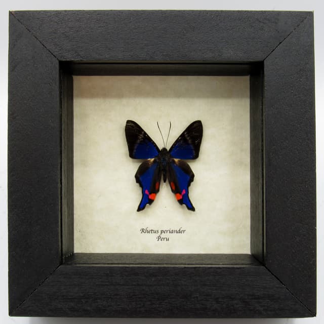 Real Metalmark butterfly framed taxidermy - Rhetus periander