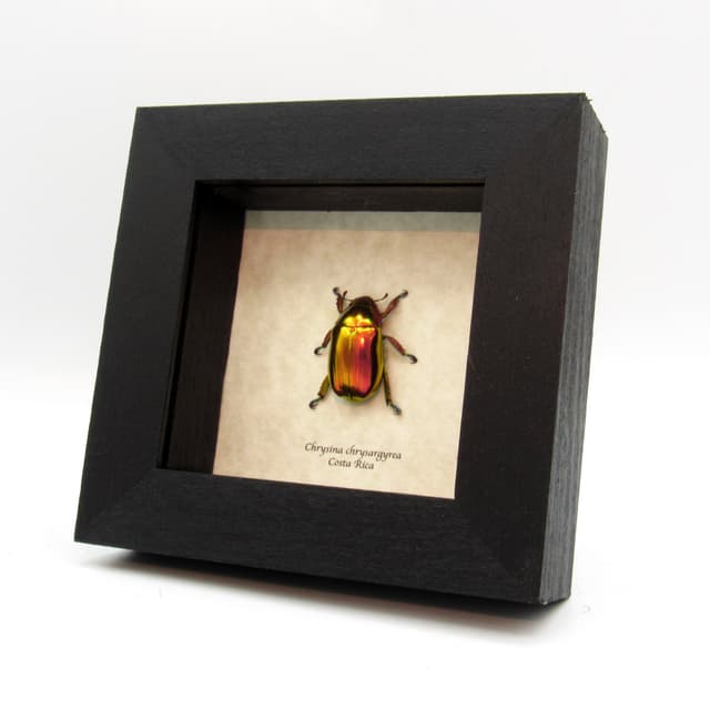 Very rare real Jewel beetle framed taxidermy - Chrysina chrysargyrea - red form!